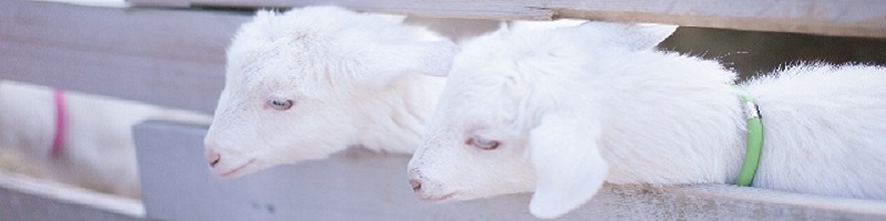 ����M�쑐�y�f 80��ނ̊����Ă�y�f��4�{�Z�k���T�C�g